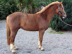 Jardan B 138cms Dutch Sports Pony