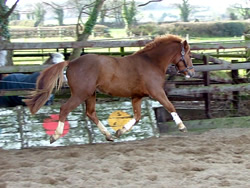 Jardan B 138cms Dutch Sports Pony