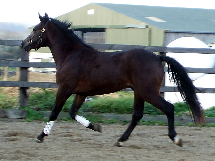 Dutch Sports Pony 148cms Stallion