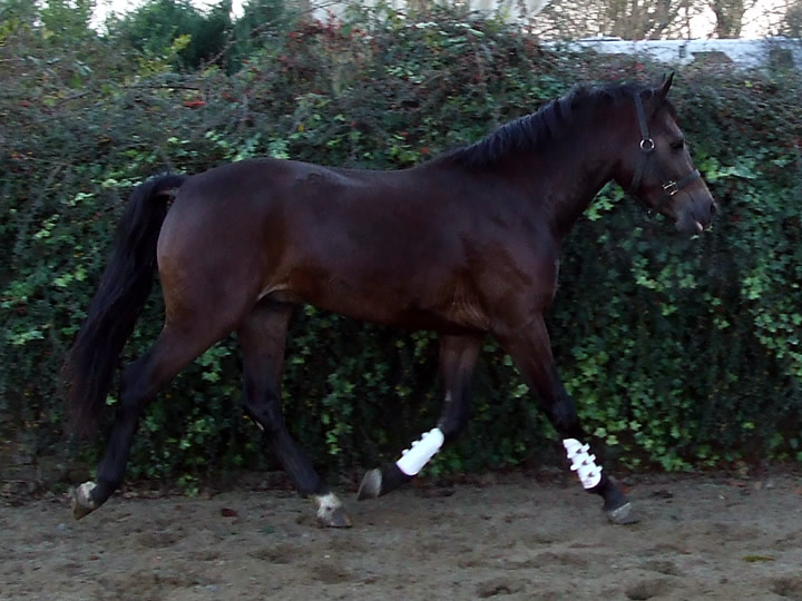 Dutch Sports Pony 148cms Stallion
