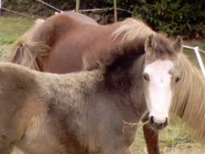 Irish Pony 128cms Dun Filly