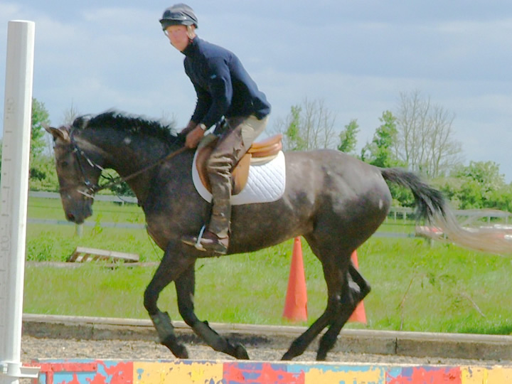 Irish Sport Horse: 163cms Grey Gelding