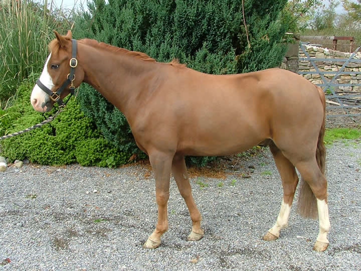 Irish Pony 128cms Chestnut Gelding